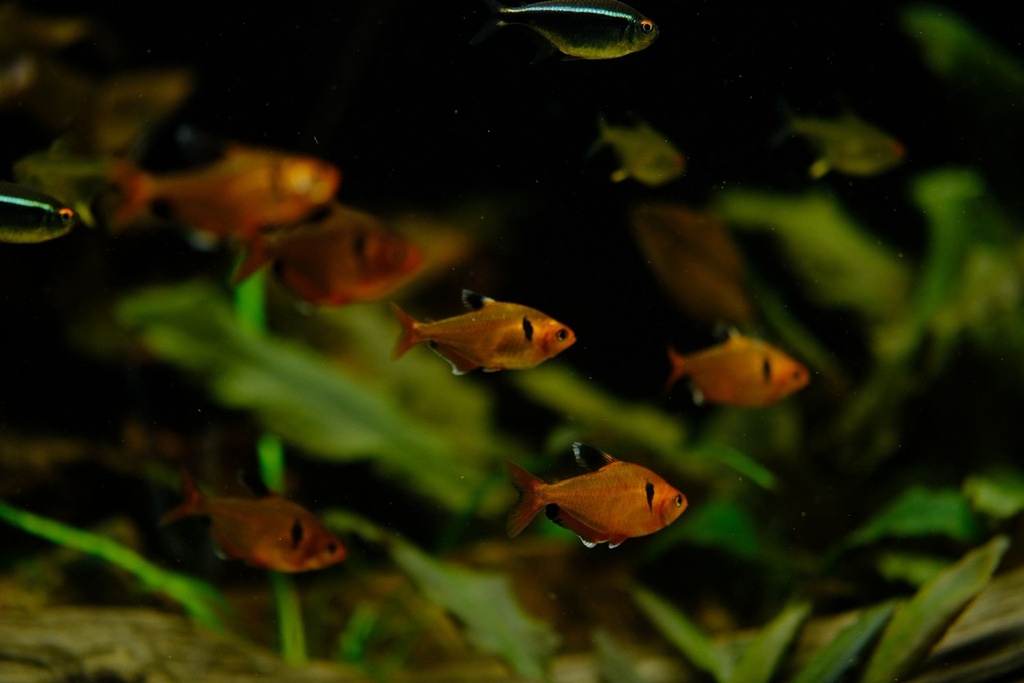 Serpae Tetra