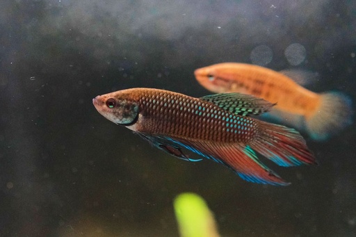 ⁠Betta Mahachaiensis