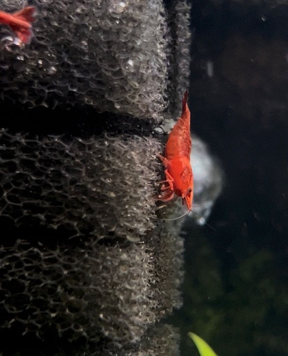 Red Cherry Shrimp