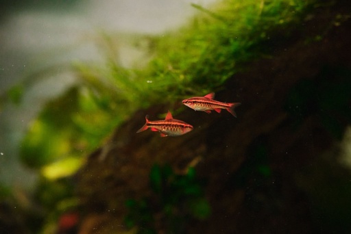 Red Cherry Barbs