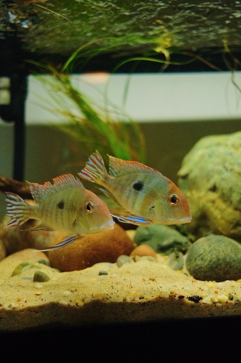 Red head tapajos