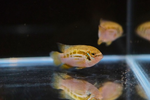 Laetacara araguaiae
