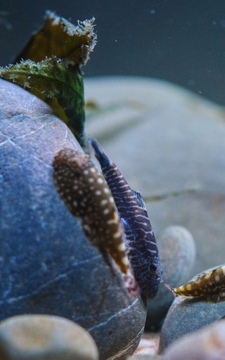 Blue Tail Hillstream Loaches