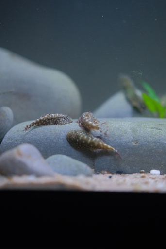 Pink Tail Hillstream Loaches