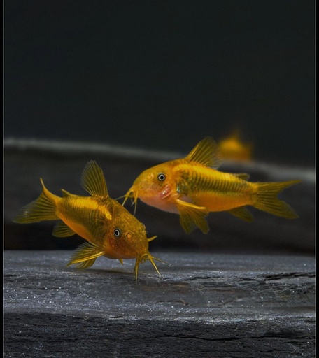 Gold Laser Corydoras
