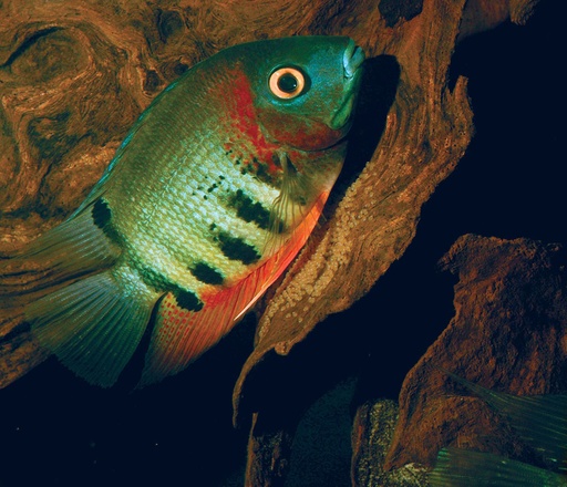 Green Severum