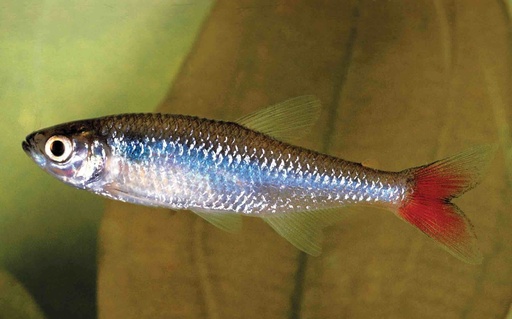 Bloodfin Tetra