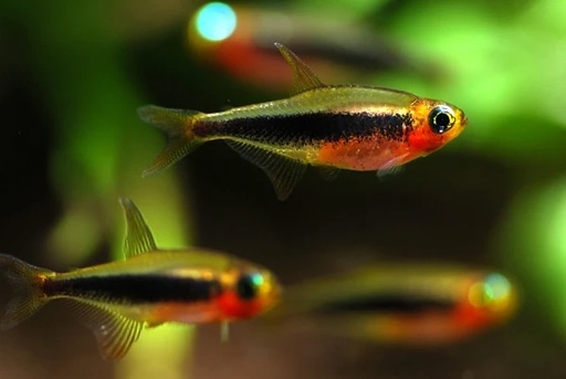 Toucan Tetra ( Coming Soon)