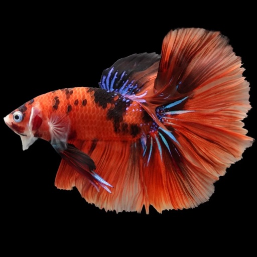 Half Moon Koi Candy Betta