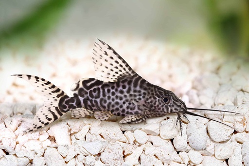 Featherfin Synodontis