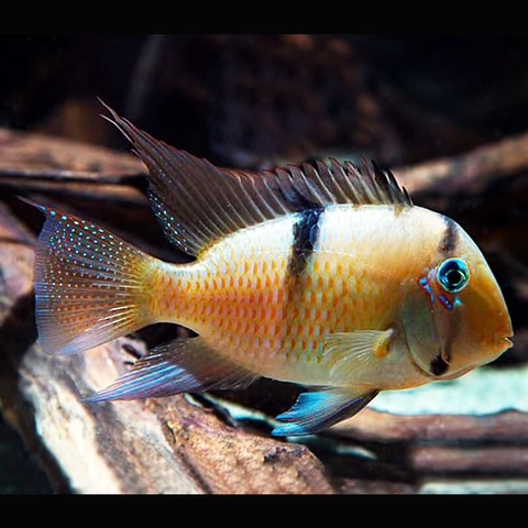 Guianacara Dacrya