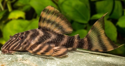 Tankei Tiger