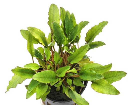 Cryptocoryne Wendtii Green